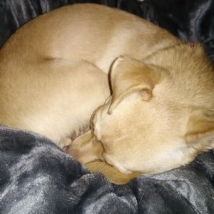 Meet your Posher, Willy